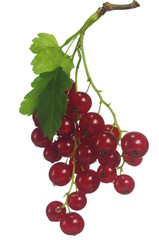 red currants