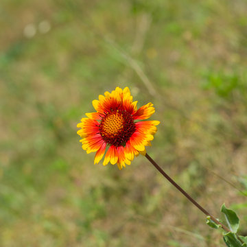 Feral Indian Blanket Flower In Wild Field