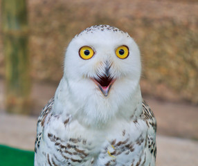 Obraz premium Snow owl