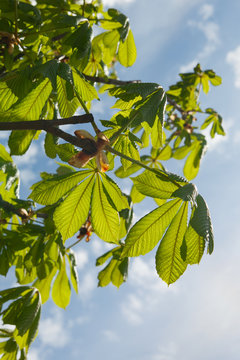 Chestnut leaves.