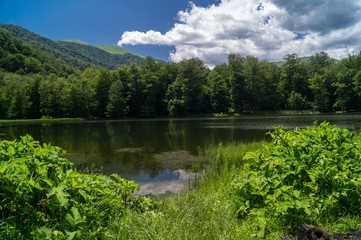 forest lake