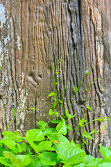 Vine on wood