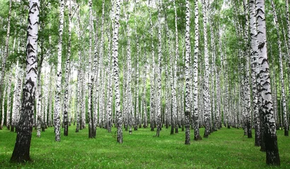 Foto op Plexiglas Summer birch forest in the morning © Elena Kovaleva