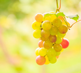 Grapes