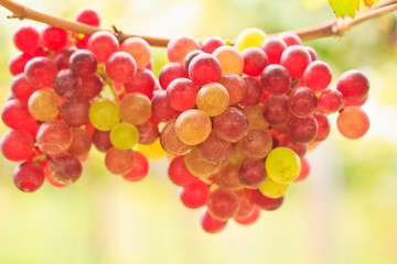 Grapes