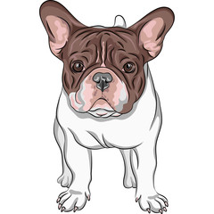Fototapeta premium vector sketch domestic dog French Bulldog breed