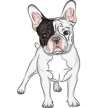 vector sketch domestic dog French Bulldog breed
