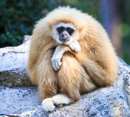 Obraz premium Gibbon