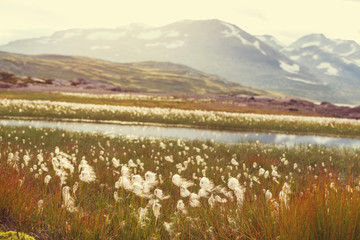 Arctic flowers