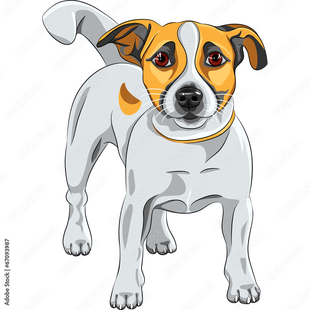 Wall mural vector sketch dog Jack Russell Terrier breed