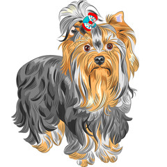 vector cute pedigreed dog Yorkshire terrier