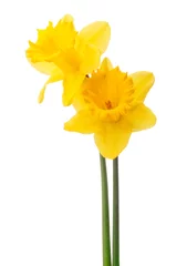 Foto op Canvas Narcis bloem of narcissen boeket geïsoleerd op witte backgro © Natika