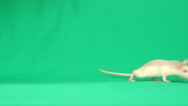 funny rat walks on a green screen