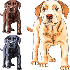vector set puppy dog breed Labrador Retriever