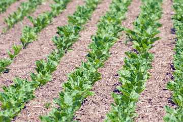 Fototapeta na wymiar Gemüseanbau auf einem Feld
