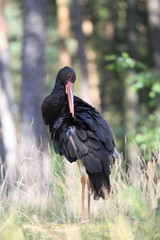 Black stork,  Ciconia nigra