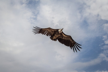 Le vol des vautours du Bal des Oiseaux Fantômes du Puy du Fou
