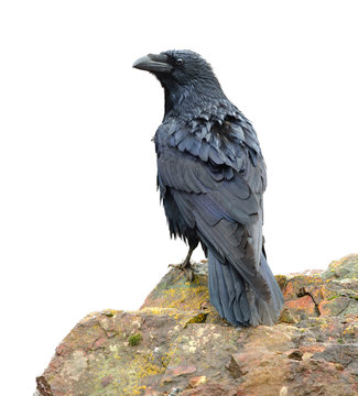 Raven perching on a rock