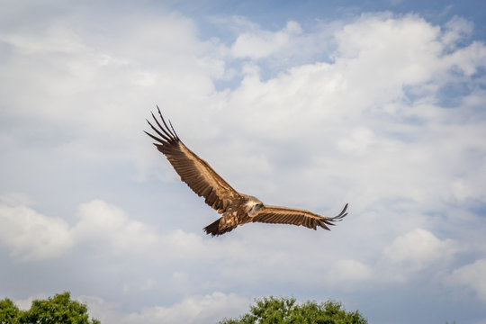 Le vol des vautours du Bal des Oiseaux Fant&ocirc;mes du Puy du Fou