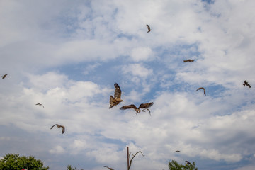 Le Bal des Oiseaux Fant&ocirc;mes du Puy du Fou