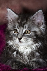 maine coon