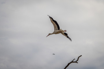 Le vol des cigognes du Bal des Oiseaux Fantômes du Puy du Fou