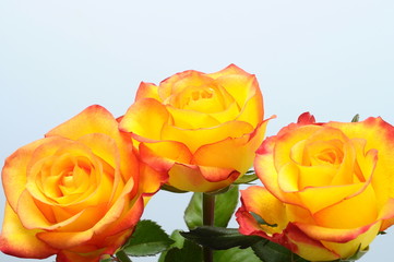 Close up of orange rose flower