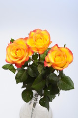 Close up of orange rose flower