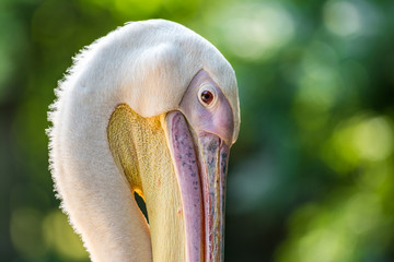 Wild Pelican Portrait In The Danube Delta