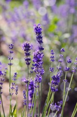 Obraz premium Lavender