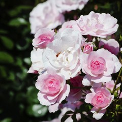 Rose Flower