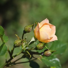Rose Flower