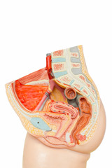 Model human female reproduction organs