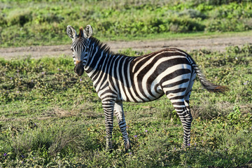 Fototapeta na wymiar Tansania-Zebra-17293