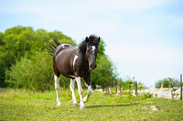 Obraz premium Horse in meadow. Summer day