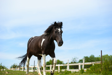 Fototapeta premium Horse in meadow. Summer day