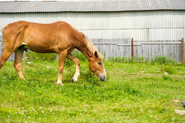 Horse in meadow. Summer day