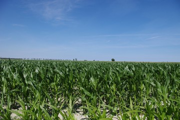 Maïs sur polder
