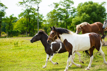 Running horse in meadow. Summer day
