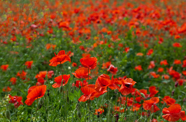 Obraz premium Poppy field