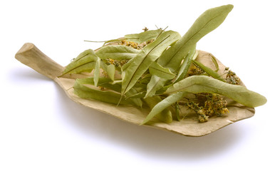 Tilia Tiglio Linden   טיליה Lipa Липа Ihlamur Lindsl&auml;ktet