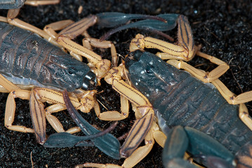 two scorpion closeup
