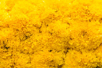 Close up yellow marigolds flower
