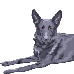 vector color sketch dog German shepherd breed