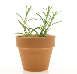 鉢植えのローズマリー