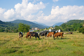 Small Italian family-run dairy farm in idyllic landscape.