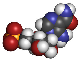 AICA ribonucleotide (AICAR) performance enhancing drug molecule.