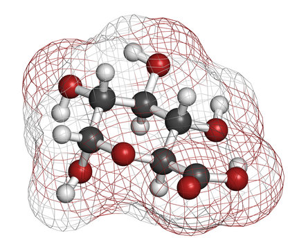 Glucuronic acid molecule. Glucuronidation of xenobiotics.