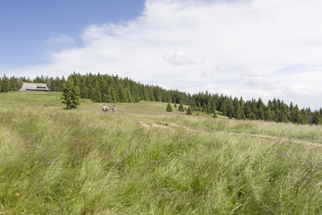 Hala Długa, Gorce, Polska © Piotr Szpakowski