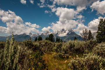 Fototapeta premium Meadow with Grand Tetons in the Distance
